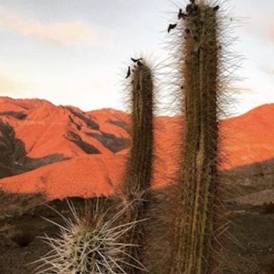 ruta de los patrimonios bioculturales en la comuna de vicuña-3